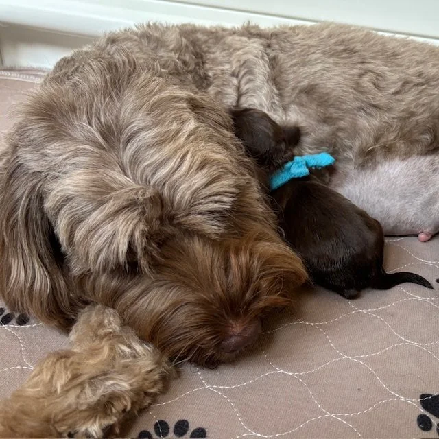  Australian Labradoodle breeder dogs make the best mothers. 