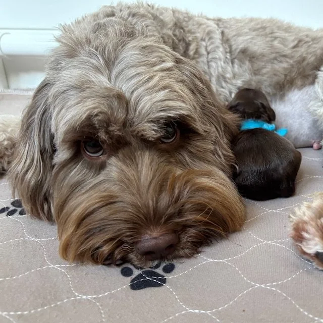  Bella’s first litter is a singleton male Australian Labradoodle puppy. 