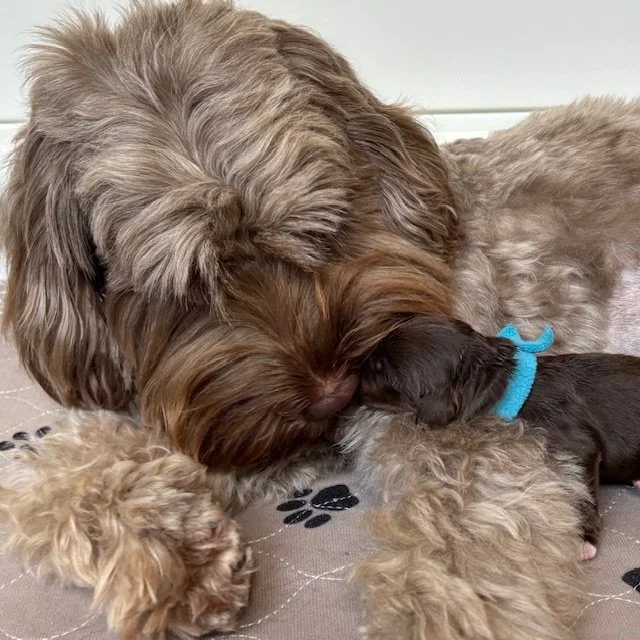  Uno is a tri-colored Australian Labradoodle puppy born in Hayden Lake, Idaho. 