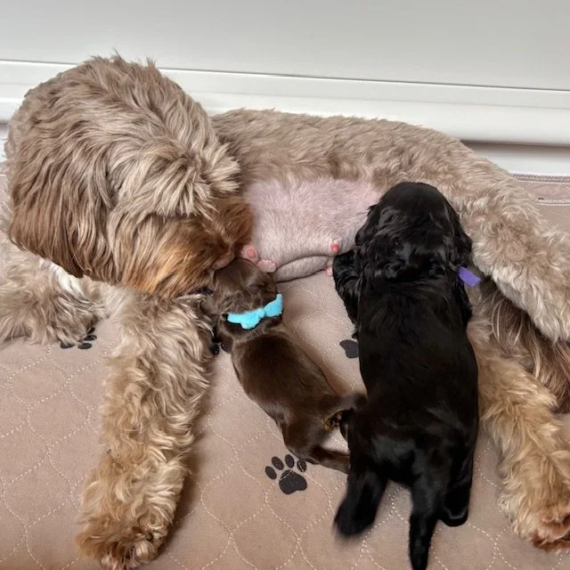  Ever After Labradoodles has another litter to help raise Uno. 