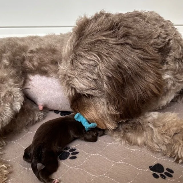  Bella is bonding with her Australian Labradoodle puppy after her C-section. 