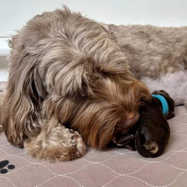  Bella is cleaning her Australian Labradoodle singleton. 