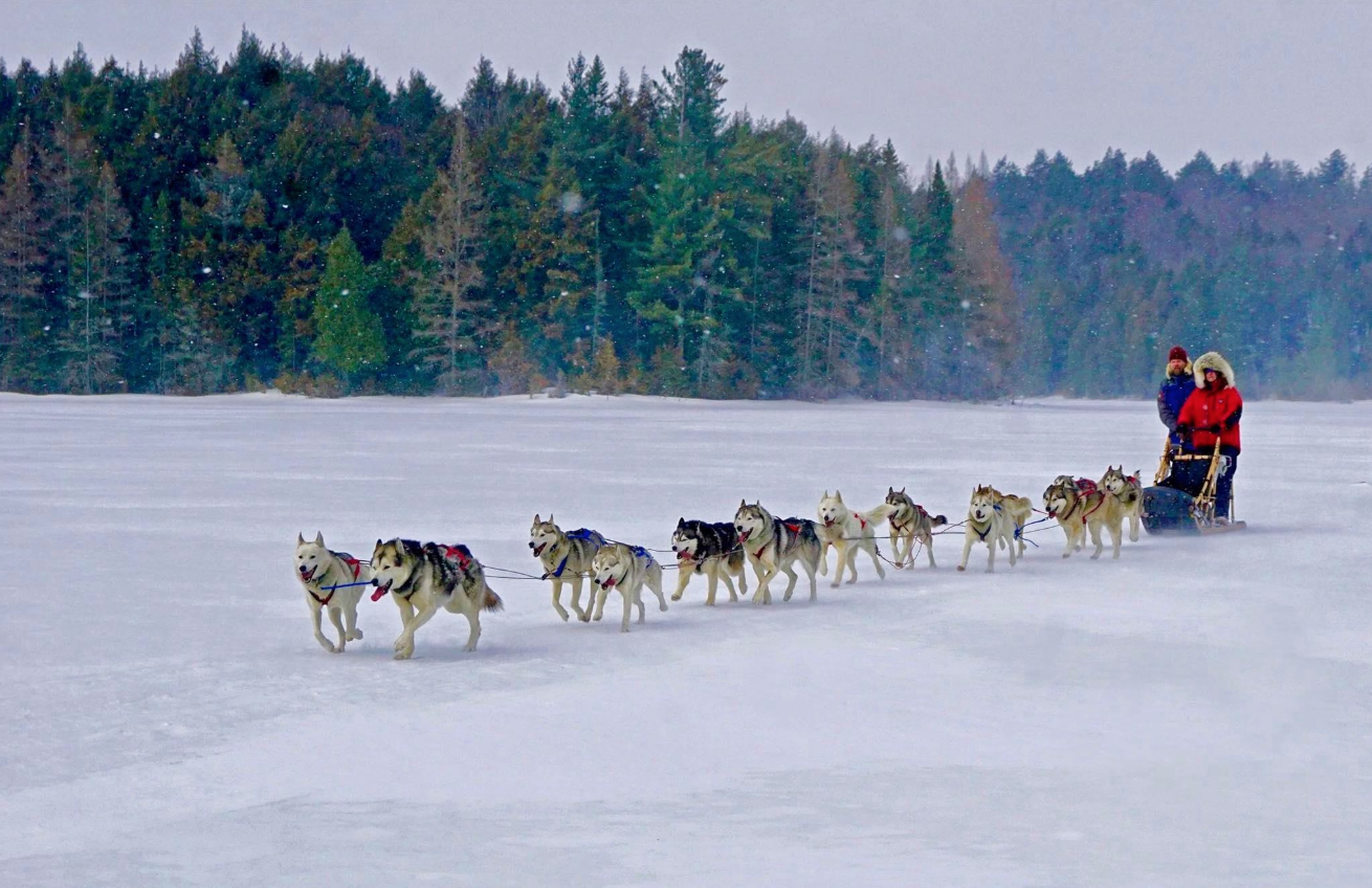 Braeburn Siberians Dog Sledding