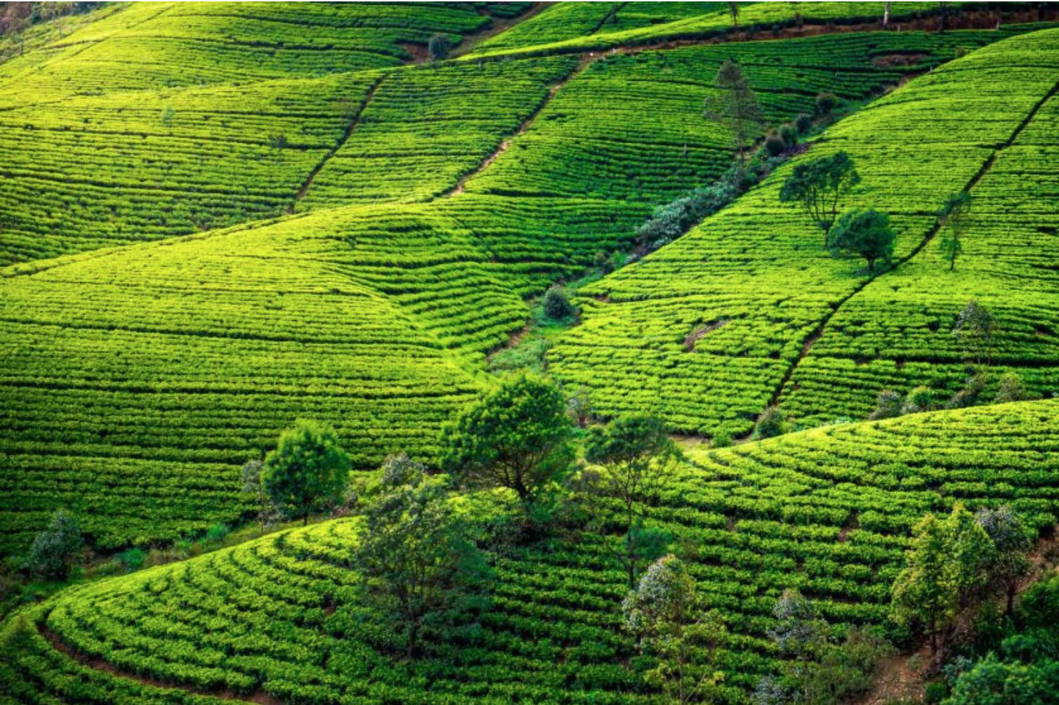  Tea Plantations -Sri Lanka Trip - Fall 2021 