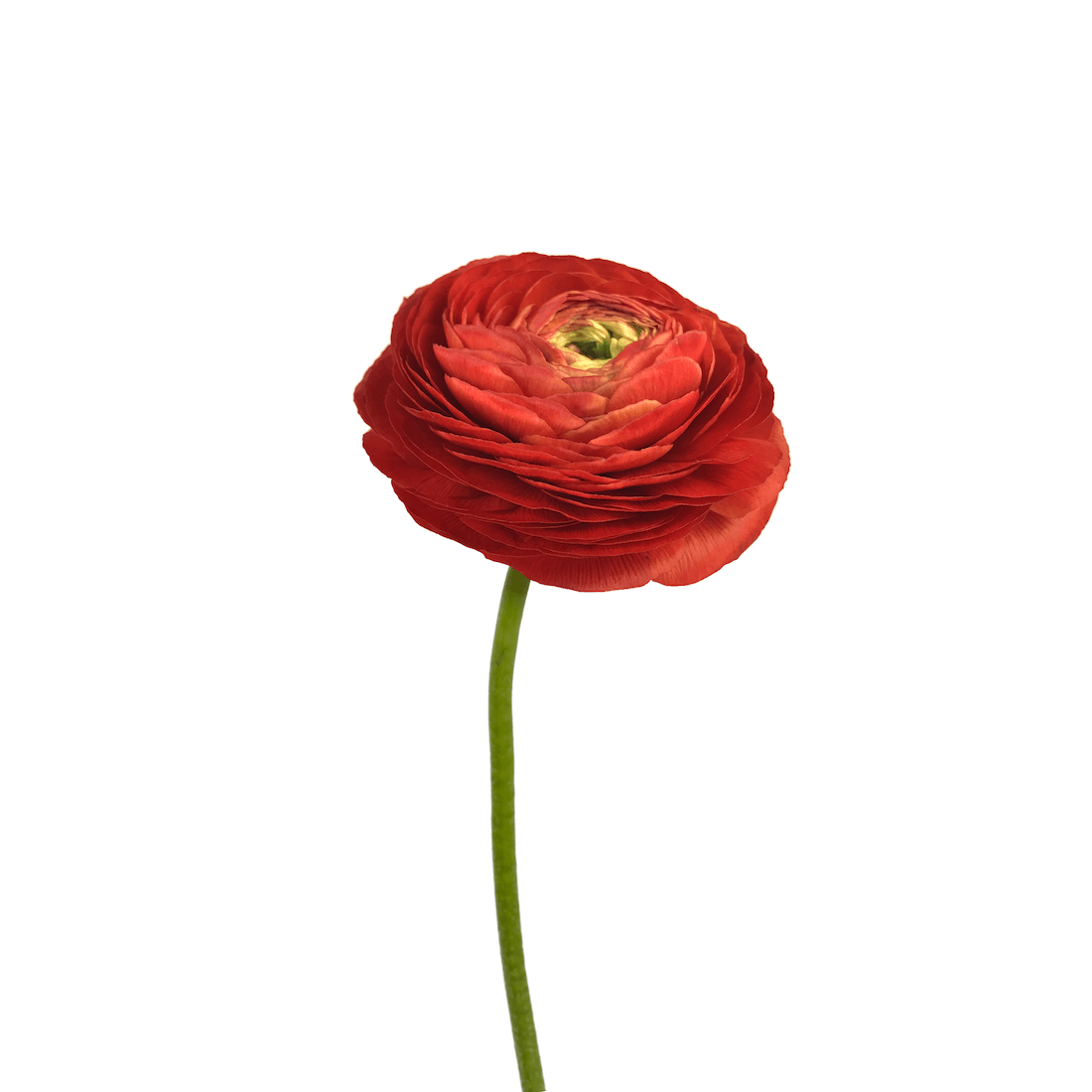 V2.XL_.red_.Ranunculus.WHITE_.png