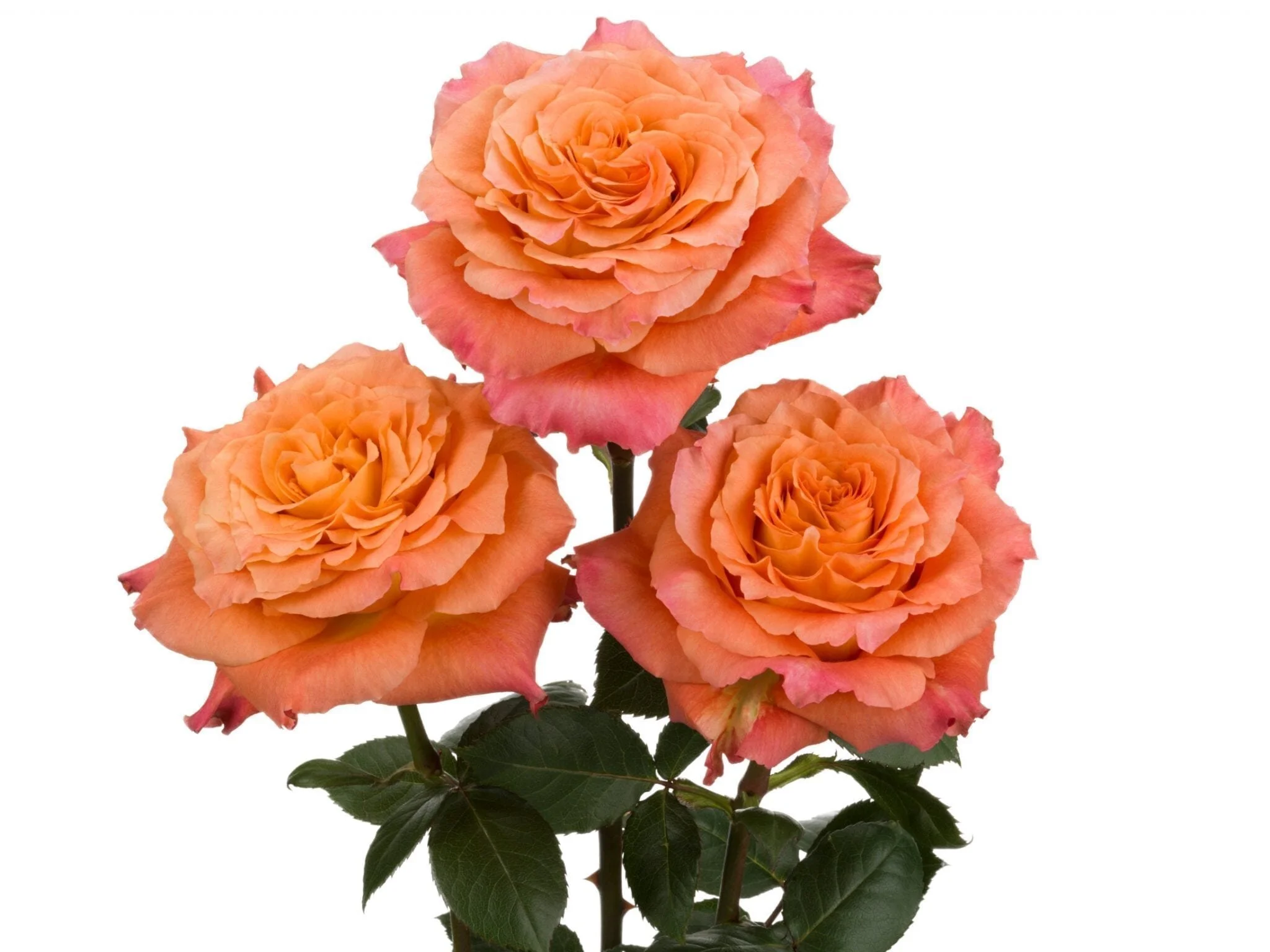 rosaprima roses