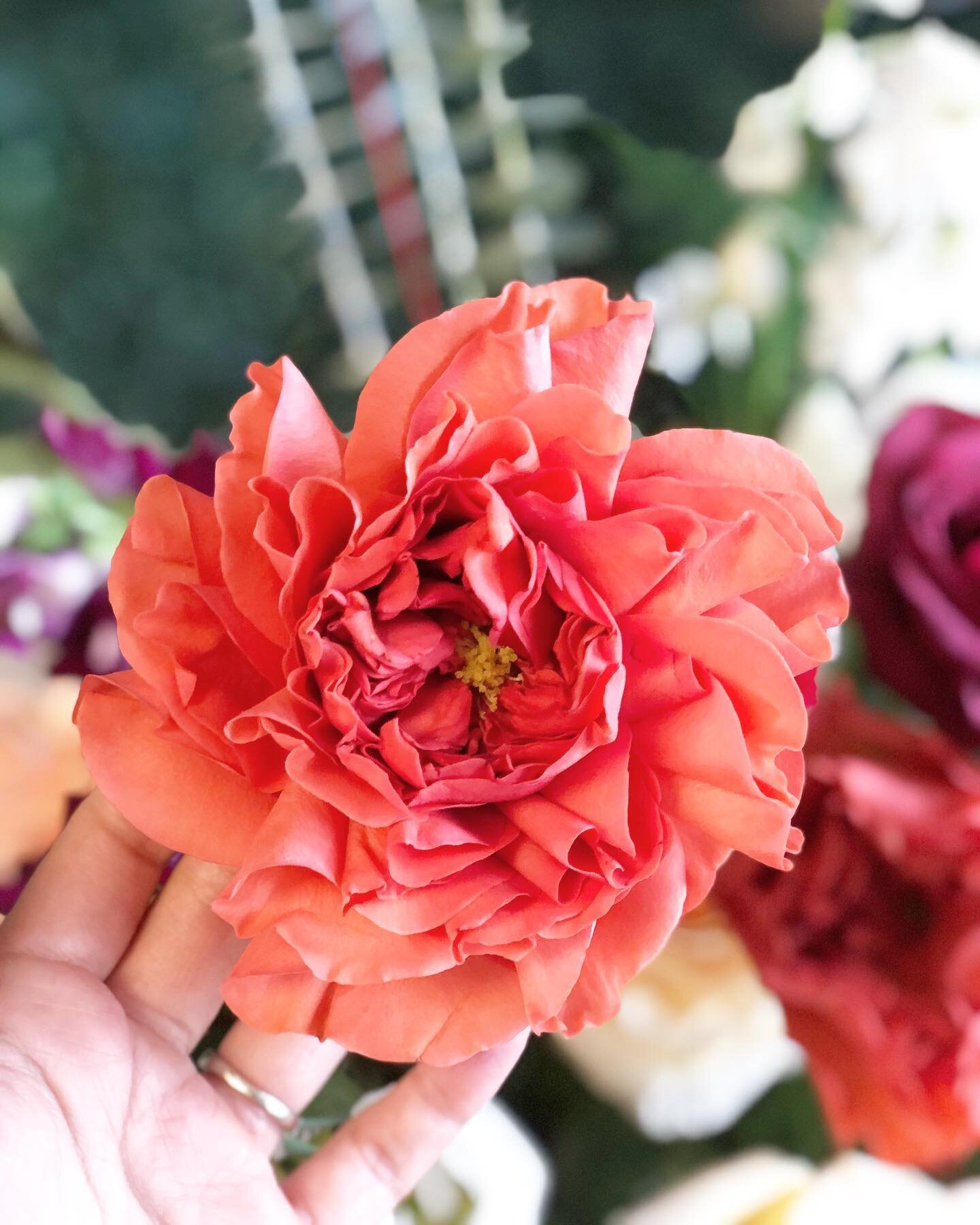 Her name is &ldquo;Coral Xpression&rdquo;
Already a gorgeous standard rose with a nice ruffled center, we make her look even more stunning with this technique. We&rsquo;ll be teaching this rose ruffle trick as part of our upcoming Sugar Skull Worksho