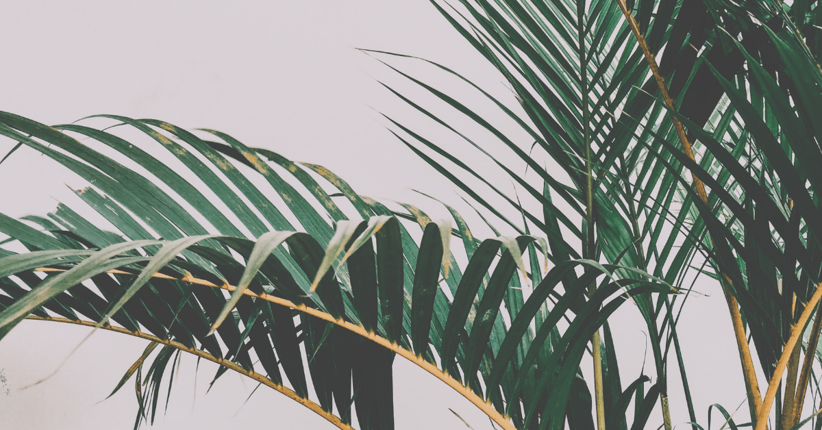 Untitled design (55).png