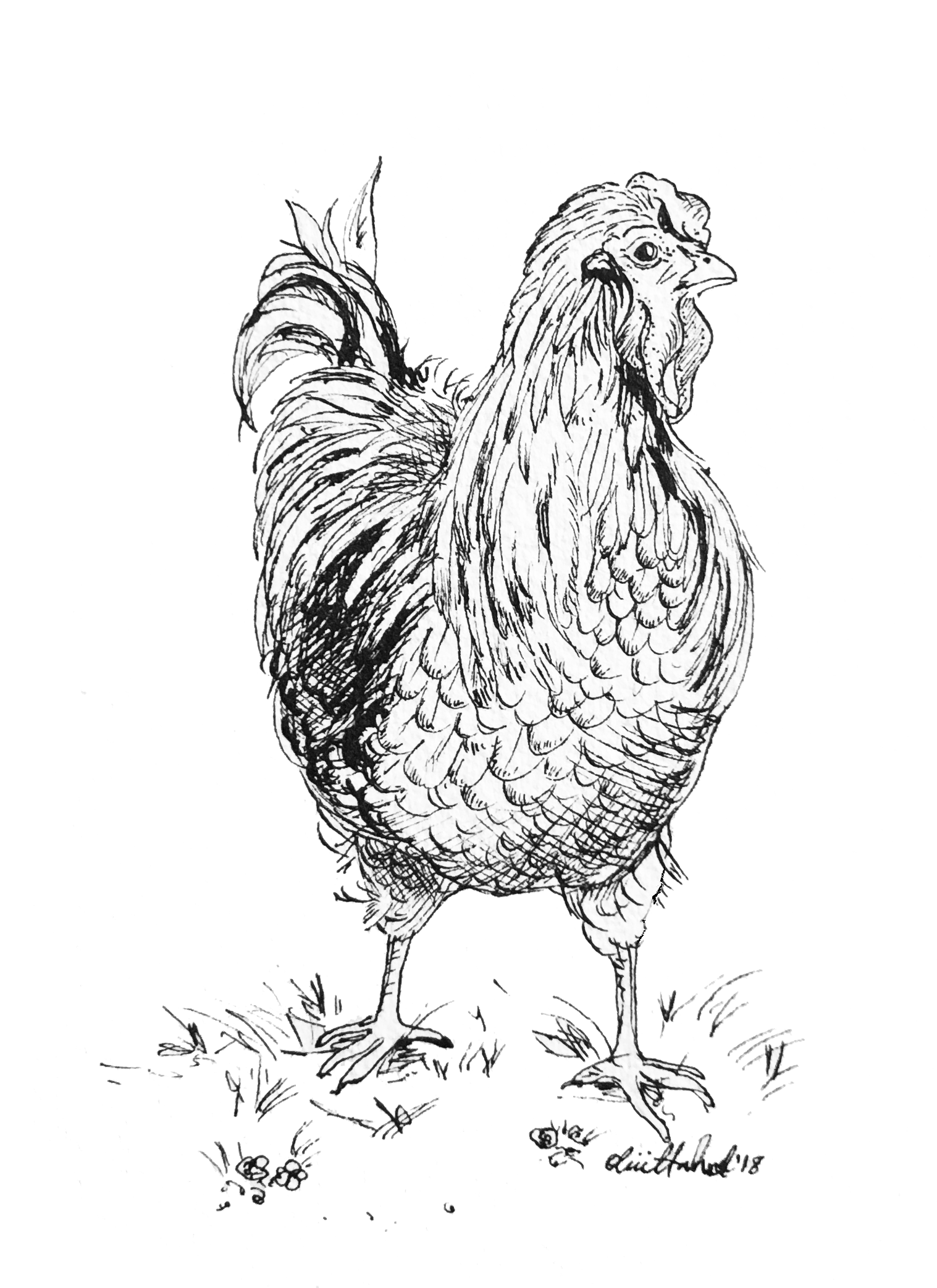 Hen 2018 India ink