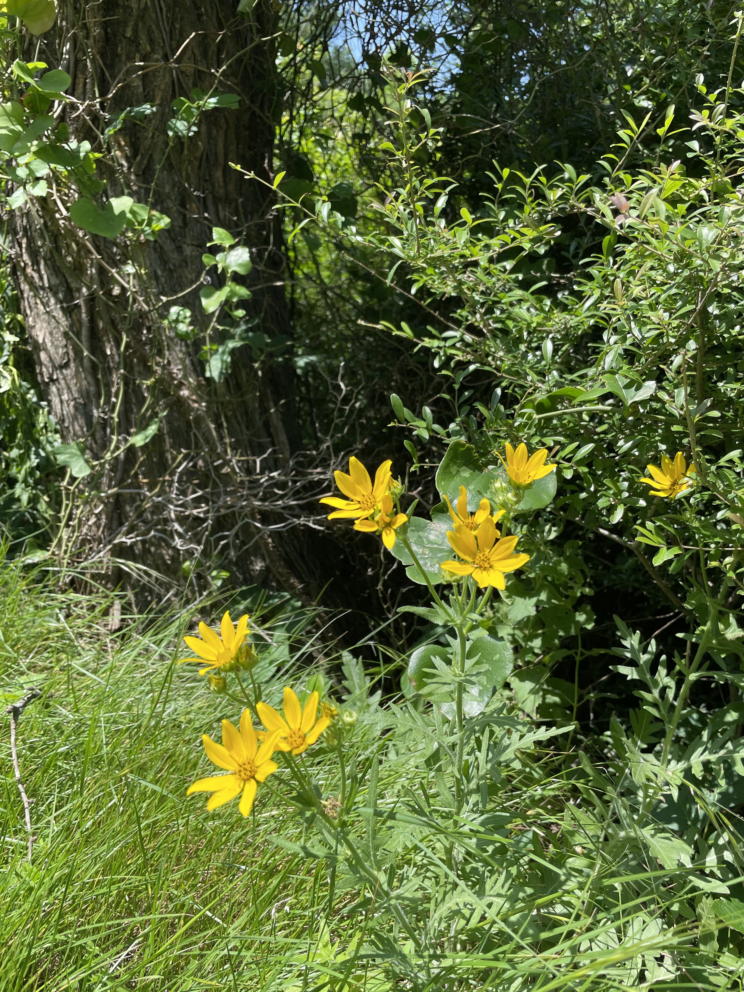 IMG_6938.jpeg