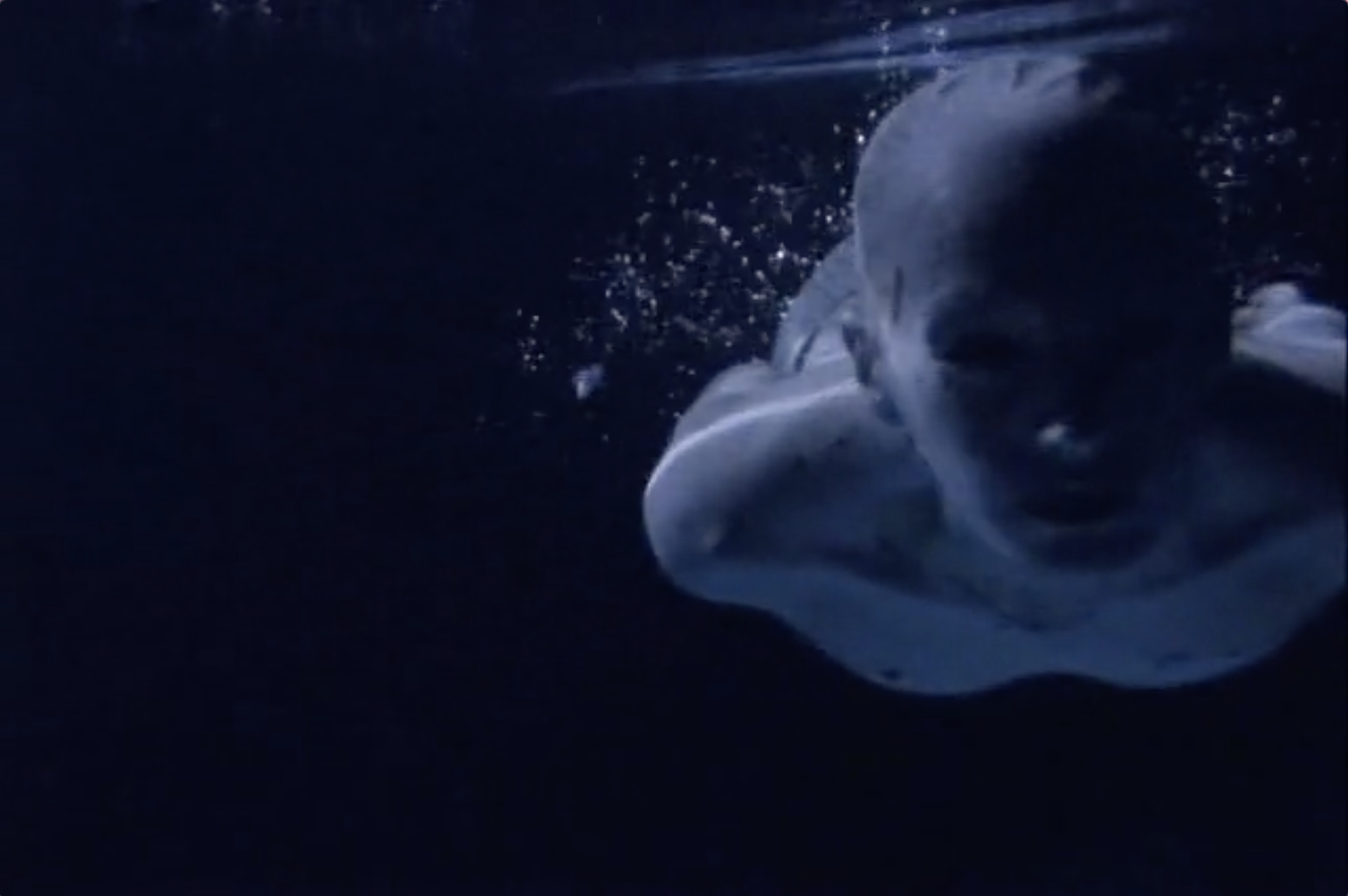 Screen Shot 2024-04-28 at 12.11.05 PM.png