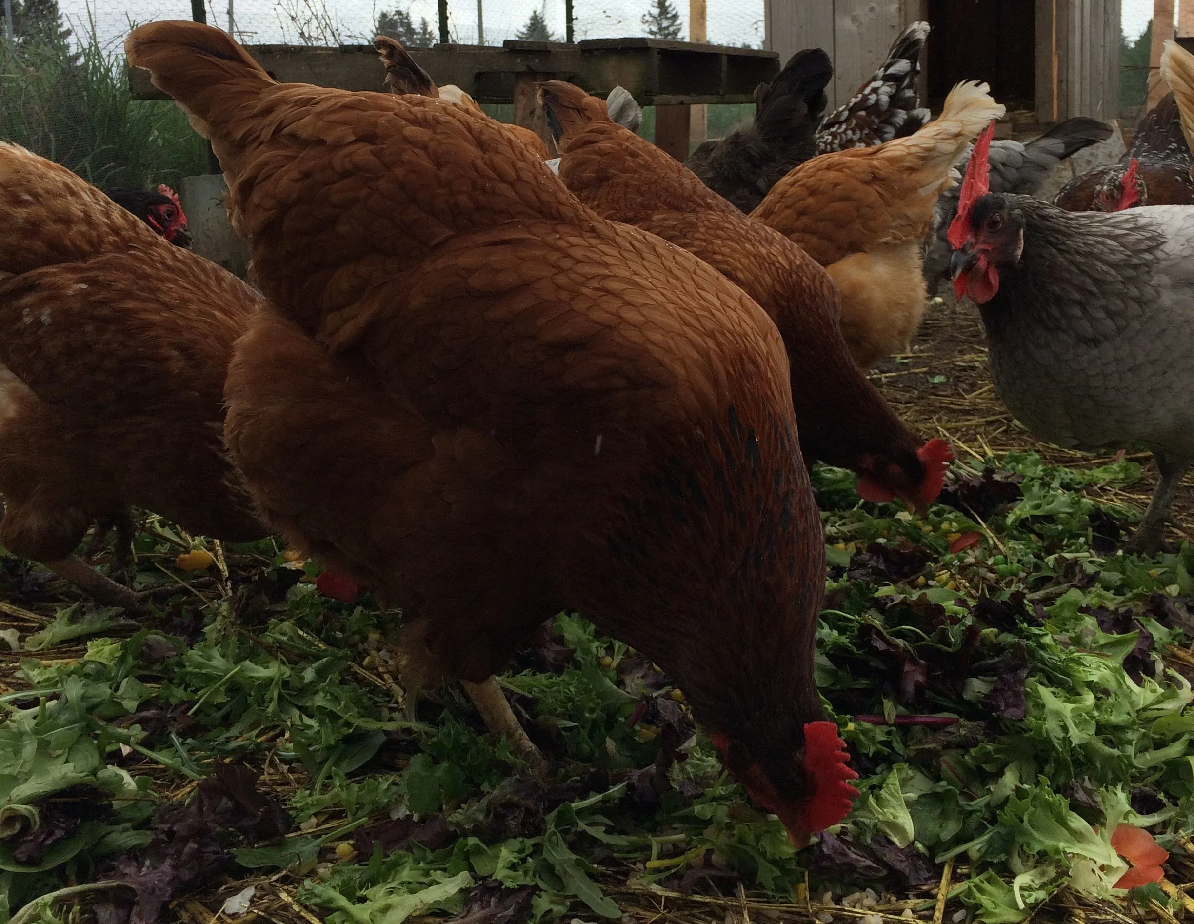 We take care of 17 chickens at our garden plot!