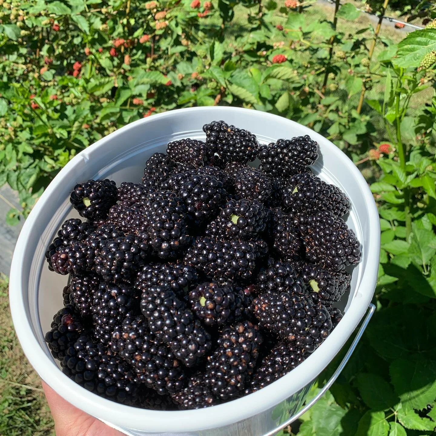 Order ReadyPicked Blackberries — Wild Blackberry Farms