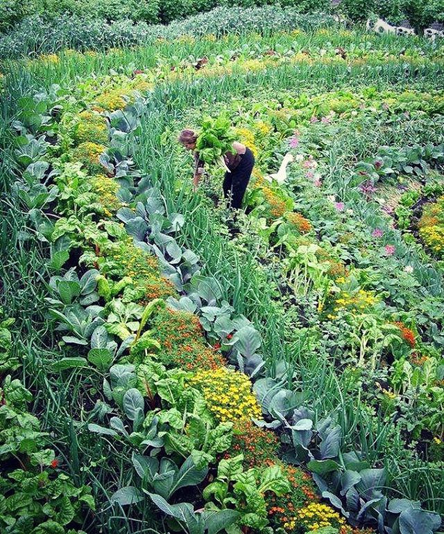 Isn&rsquo;t this magnificent? 🍃🌾🍁☘️💐🌼🌻🌸🌺 A holistic permaculture multi-species vegetable garden that mimics nature in ecosystem diversity and supports itself to grow and regenerate over time #permaculture #holism #ecosystem #nature #incredibl