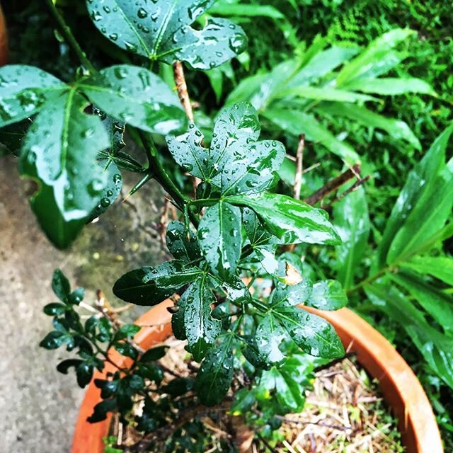 The luscious luscious rain soaking the plants giving life and vitality #fingerlimes #raining #life #watering #green #plants #limes