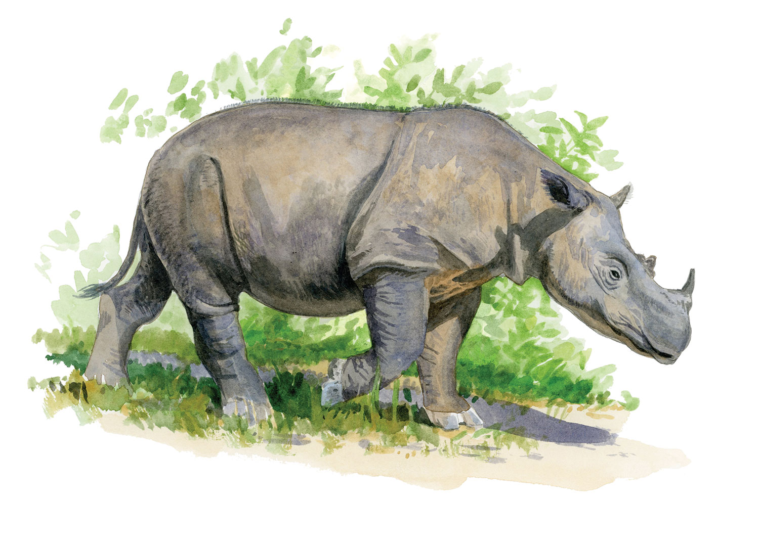Sumatran-Rhino-2018.jpg