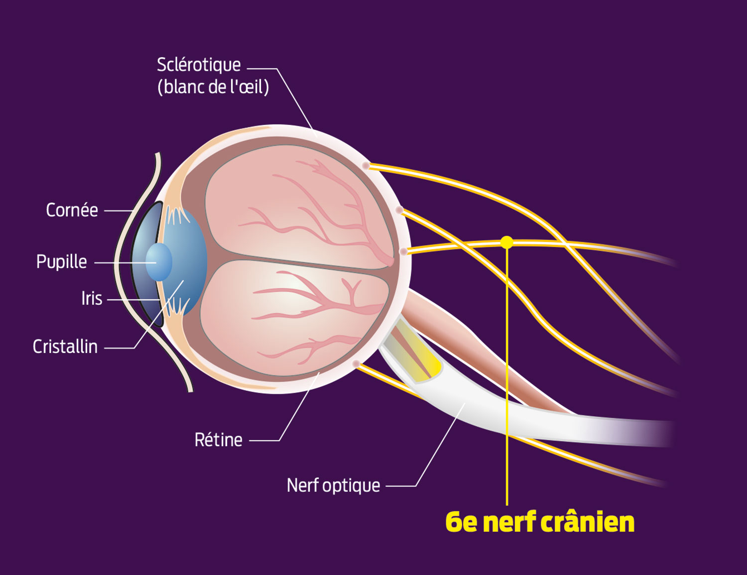 eye_injure_infographic.jpg