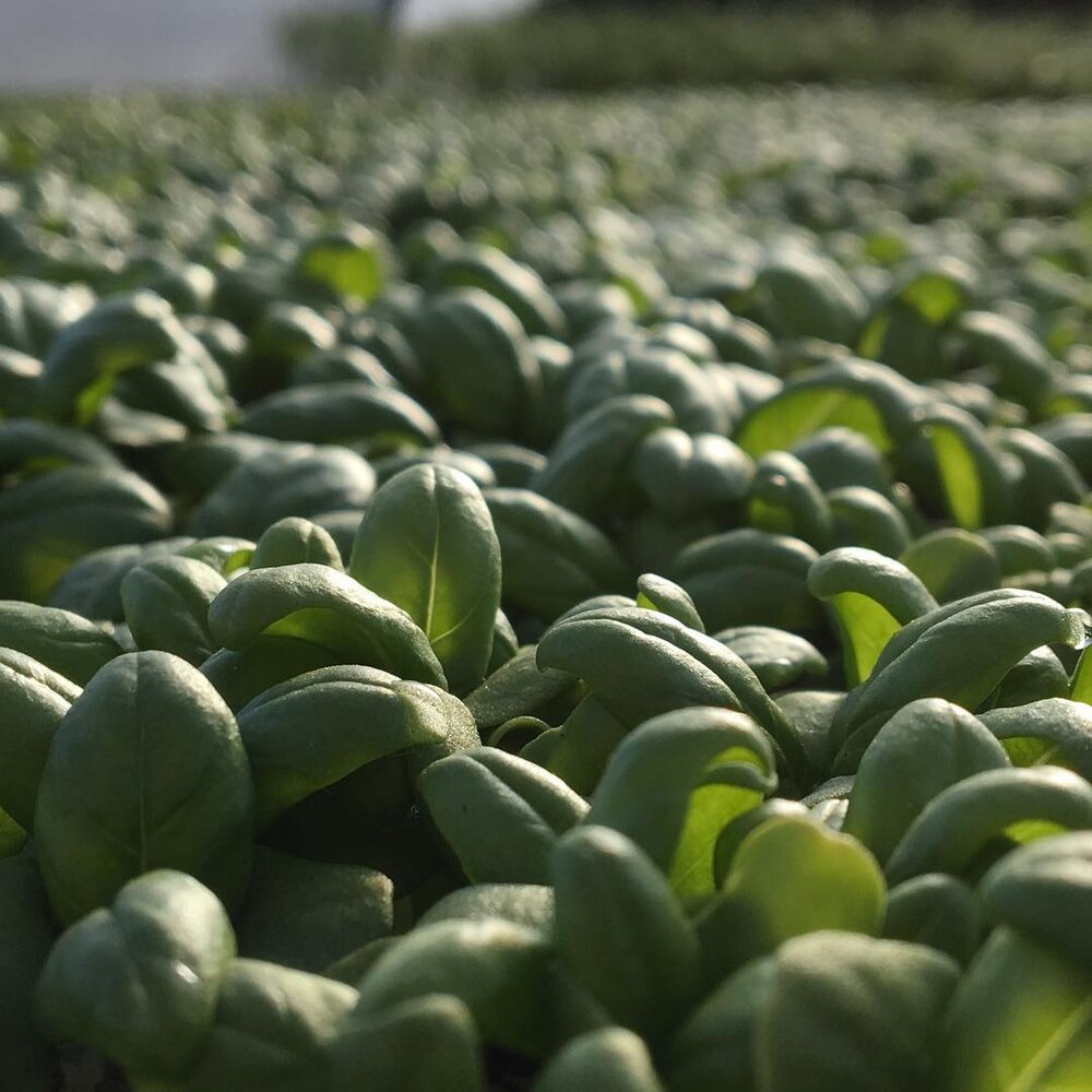 Mountain Roots Produce