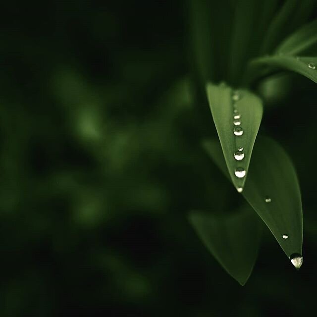 Spring Time.

#gocaptivated #dofaddicts #cravethewild #divineforest #forestphotography #modernwild #moodygrams #moodnation #moodsinframe #instagood #natgeoyourshot #optoutside #lonelyplanet #travelmore #adventurespirit #amongthewild #thegreatplanet #