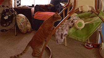 cat.gif
