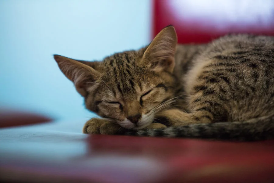 Our Savannah Kitten's Devastating Diagnosis of FIP and Some Hopeful News