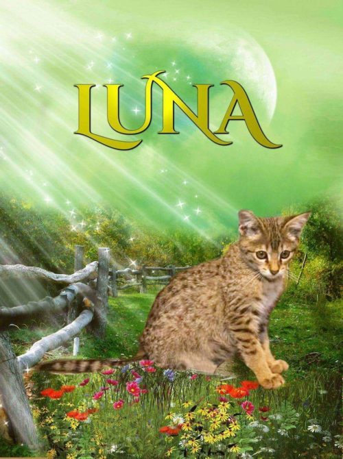 Luna's FIP GS441524 Drug Trial Update - Day Three