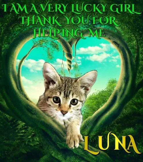 Savannah Luna's GS-441524 Drug Trial for FIP Day Two