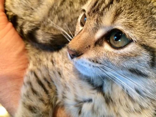 Luna's FIP GS441524 New Drug Trial Update - Day Six (2017)