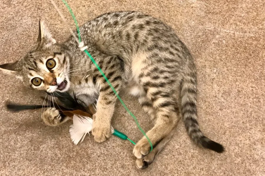 Luna's GS441524 FIP New Drug Trial Update - Day Four