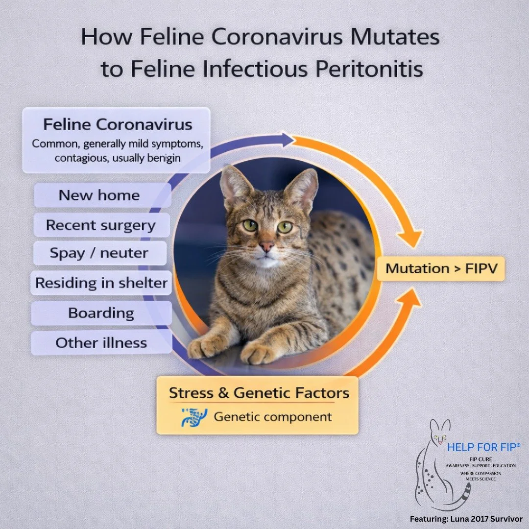 How FCOV mutates to FIPV