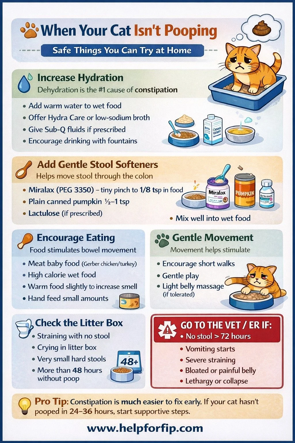 If your cat is constipated