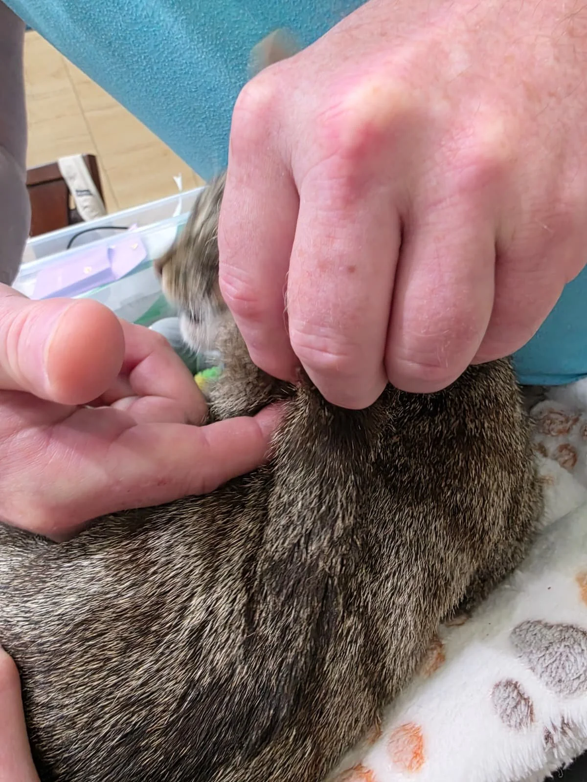 Tenting the skin for injections