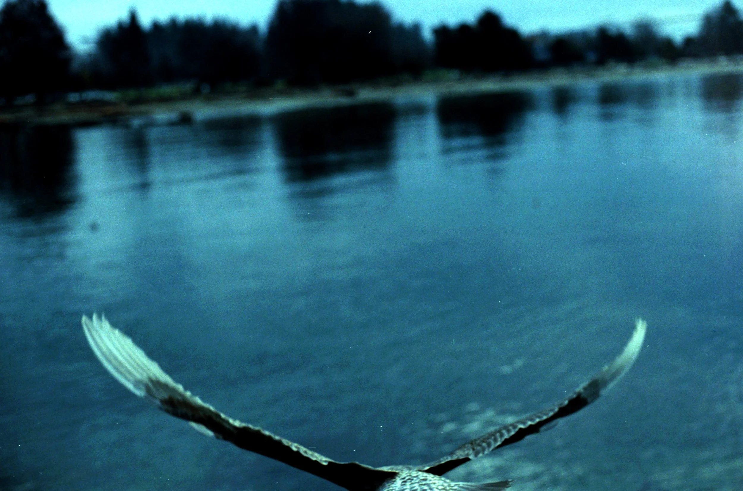 fly.jpg