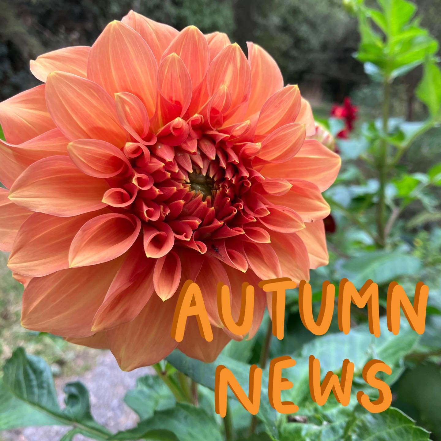 AUTUMN NEWSLETTER - In this issue of our newsletter, you will also find a submission guide for the proposed Fast-track consenting Bill, a member spotlight on Alison Bentley of @tikitere_farm, a decadent seasonal recipe, the latest land listings, and 