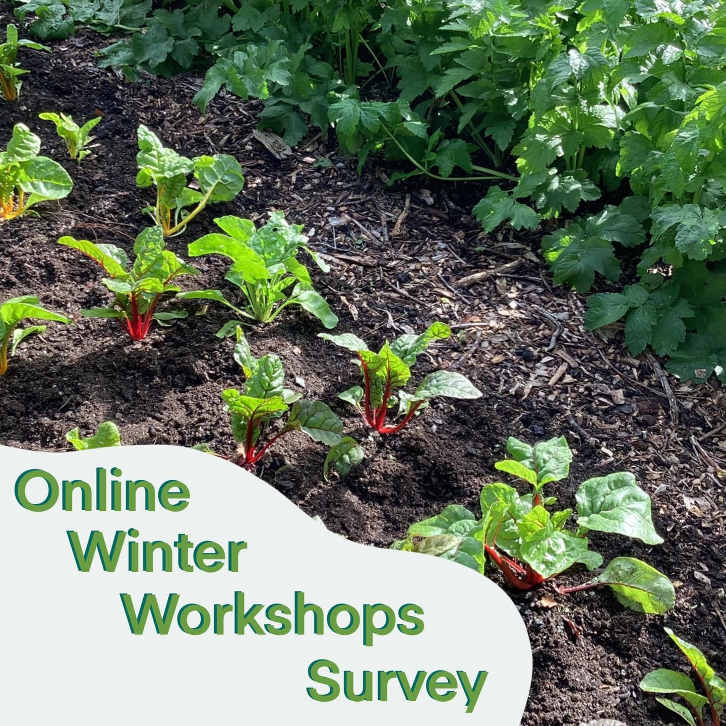 SURVEY (less than 5 minutes) - We are planning our 2024 programmes, and want to know if there are any online programmes you would like to be involved in! Would you like to be a part of an online winter workshop series? Would you like to see virtual m