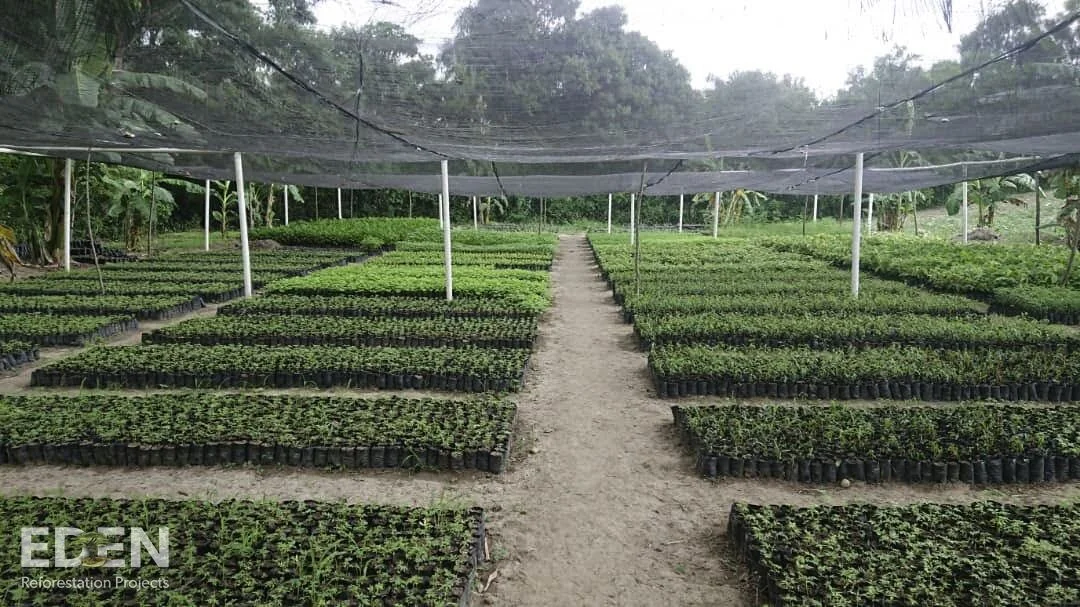 Haiti_2018_Nursery 1.jpg