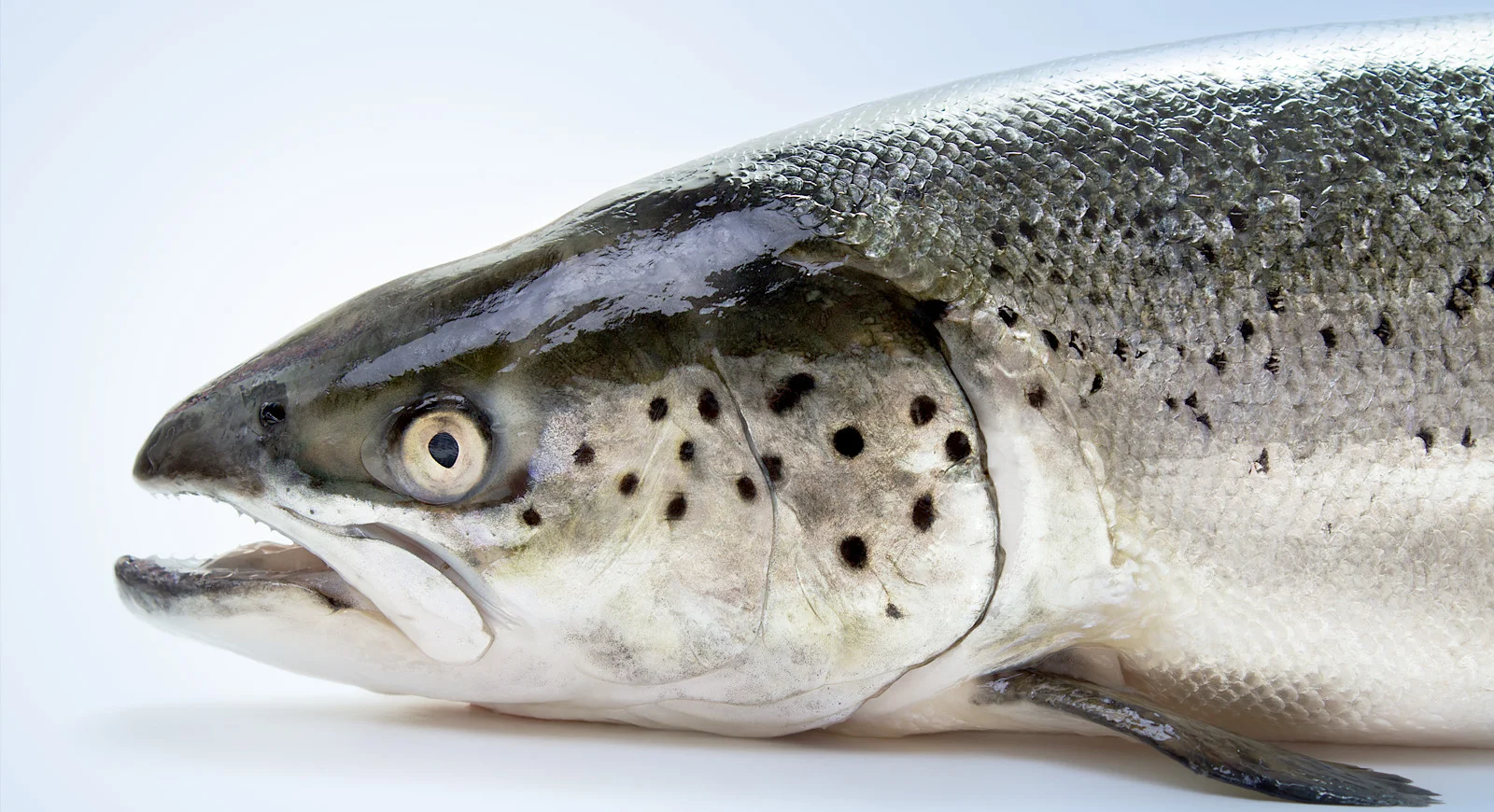 Fish Health.jpg