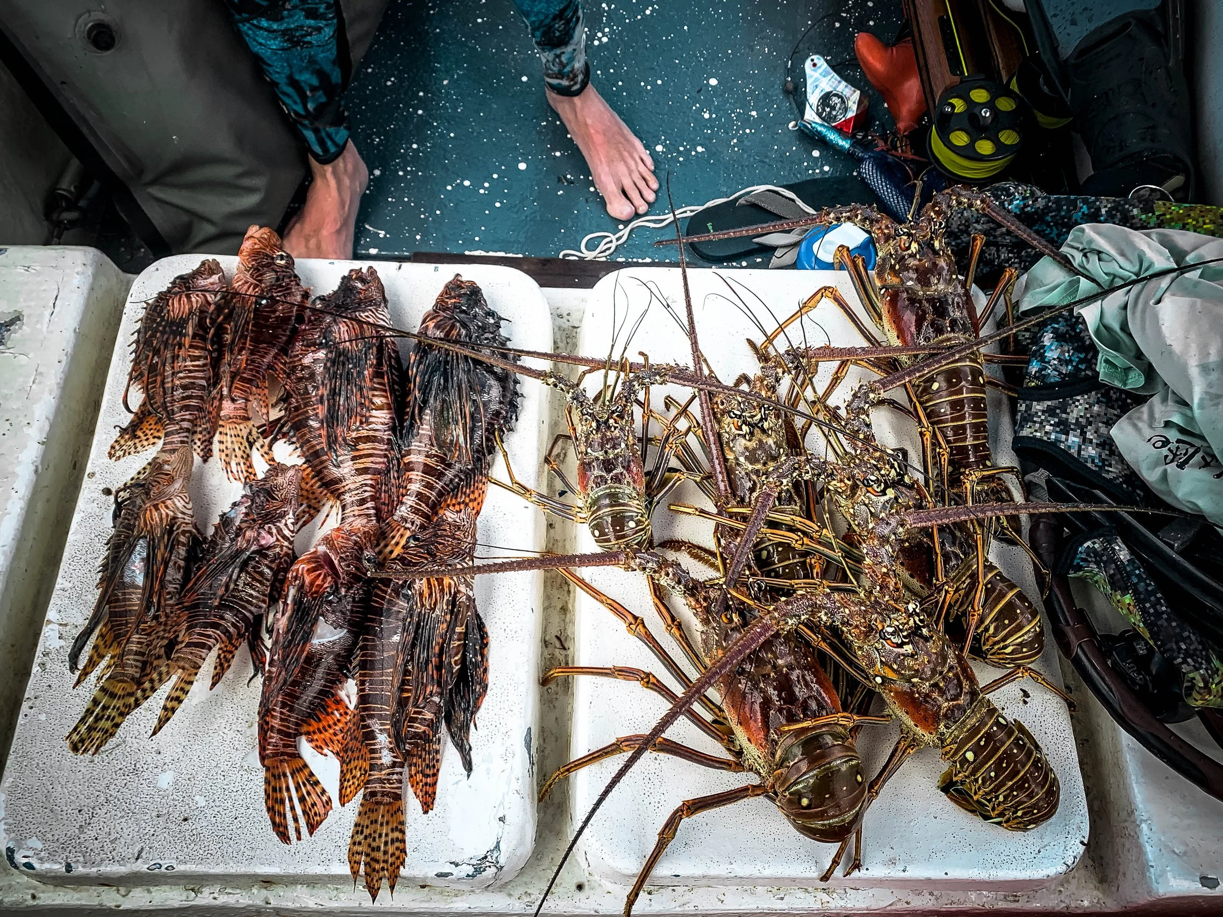 PUERTO RICO REEF — LIFE BELOW THE SURFACE