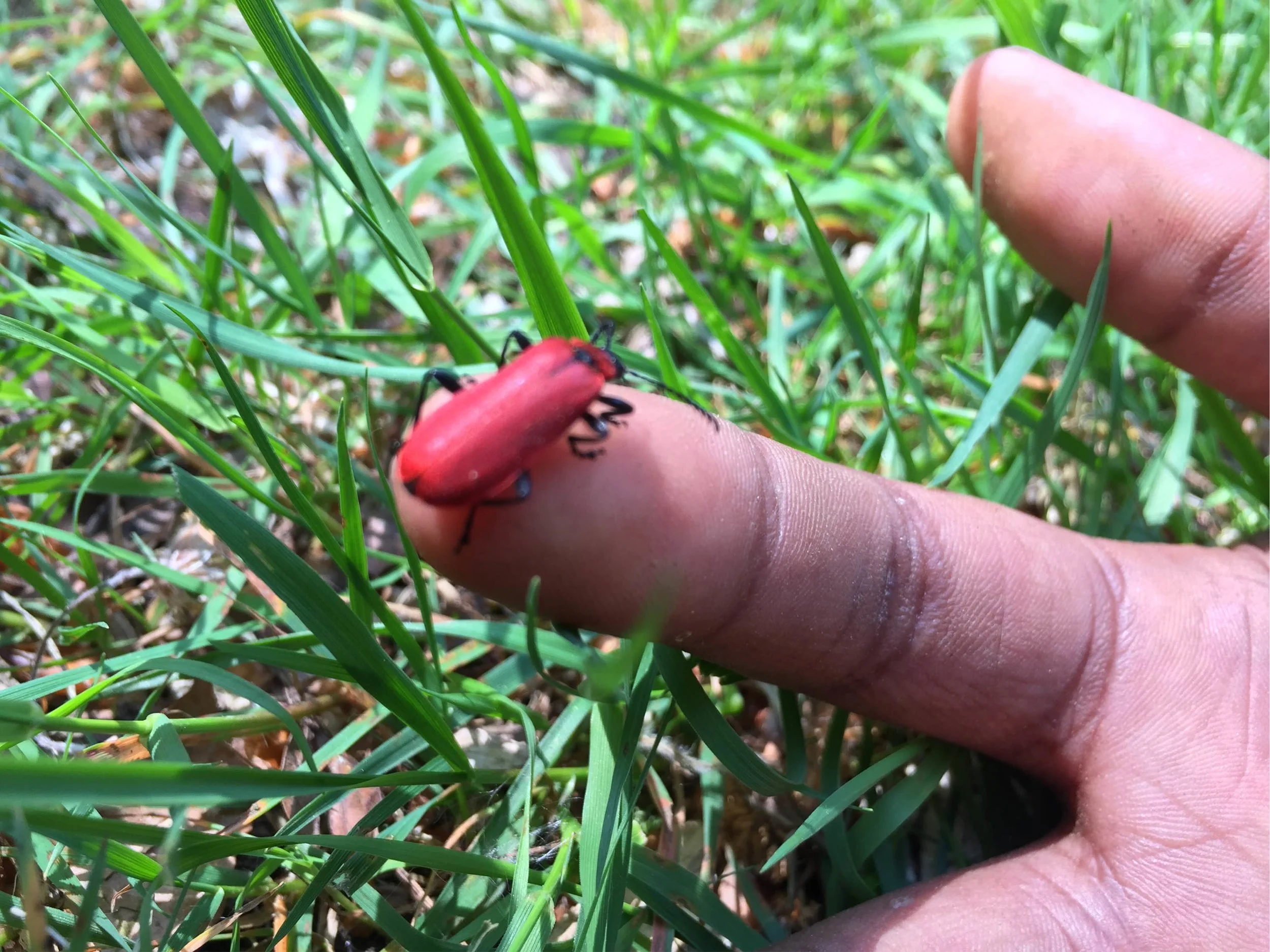 beetle.JPG