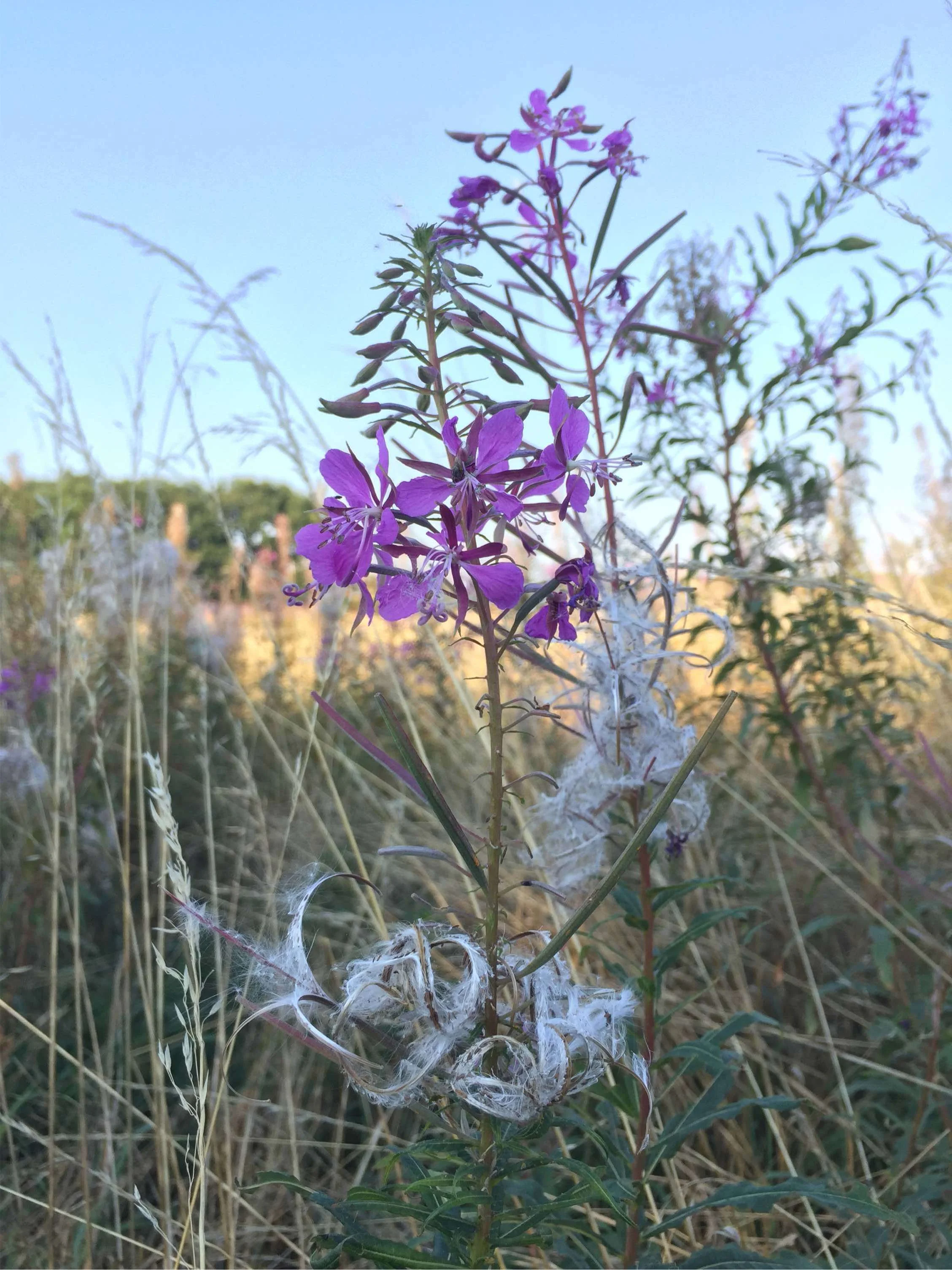 The Monthly Herb - Rosebay Willowherb