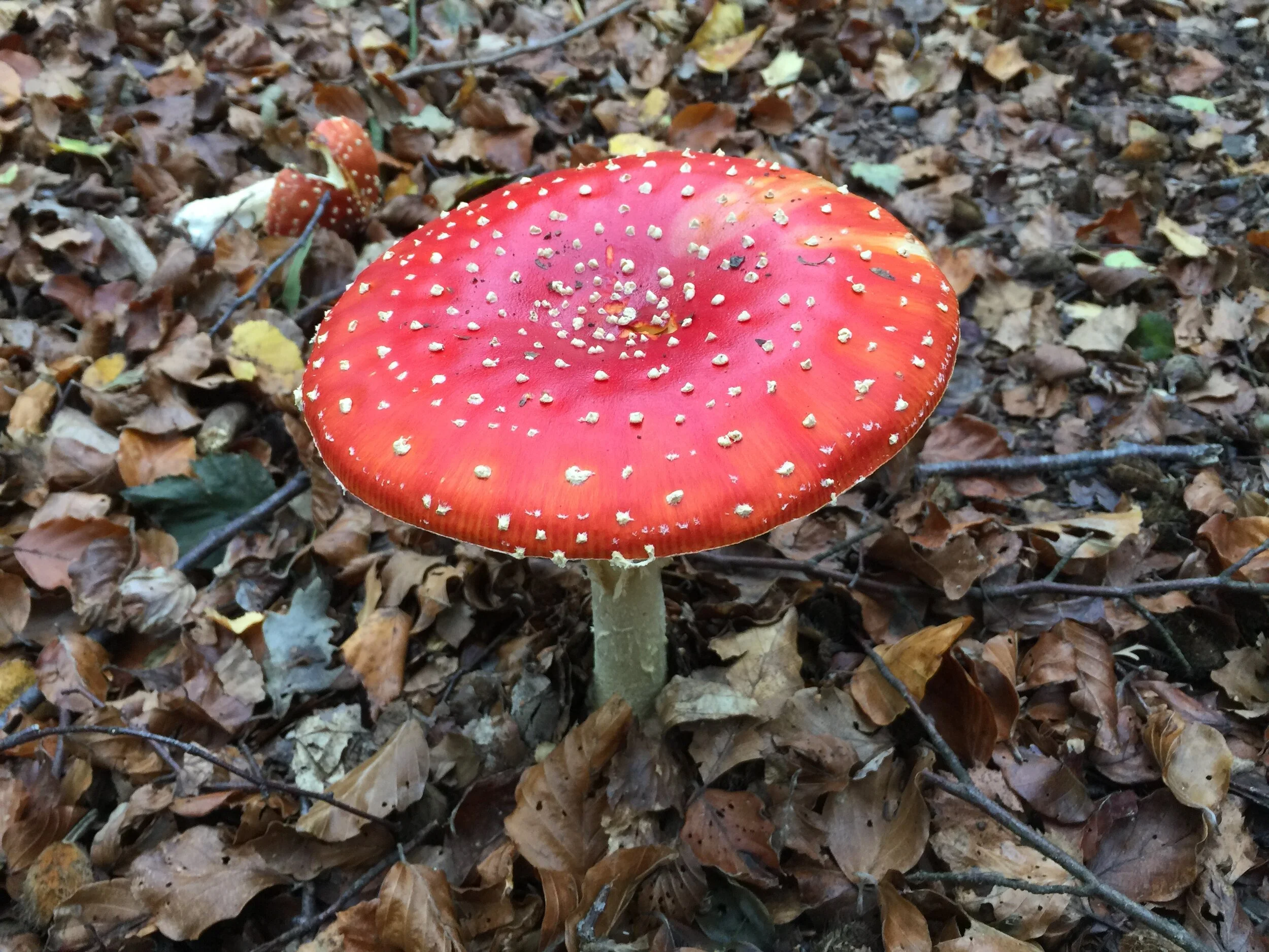 Forest Bathing for Service Veterans