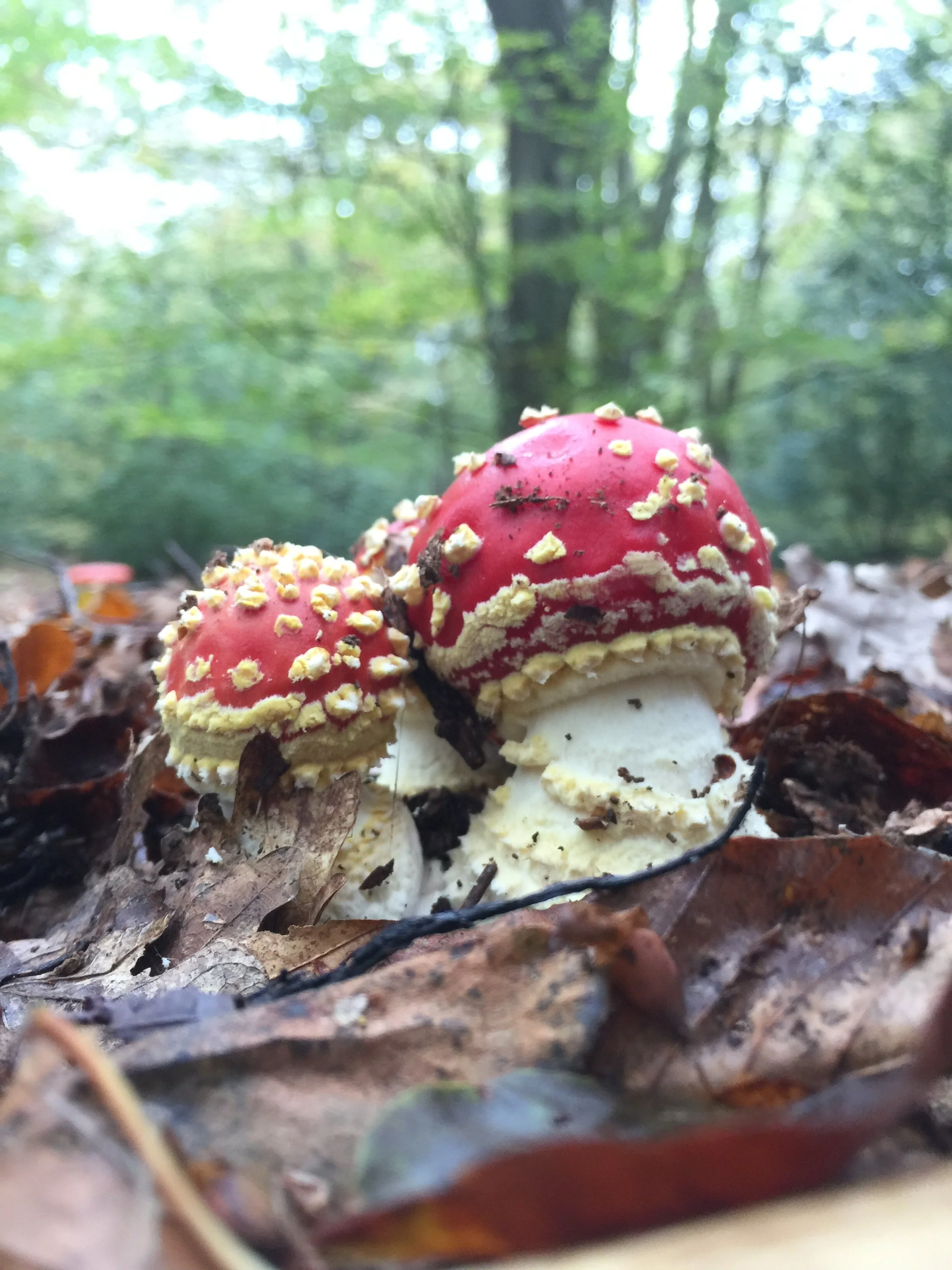 agaric 2.JPG