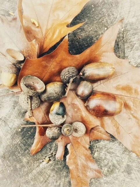 A mast year for acorns.