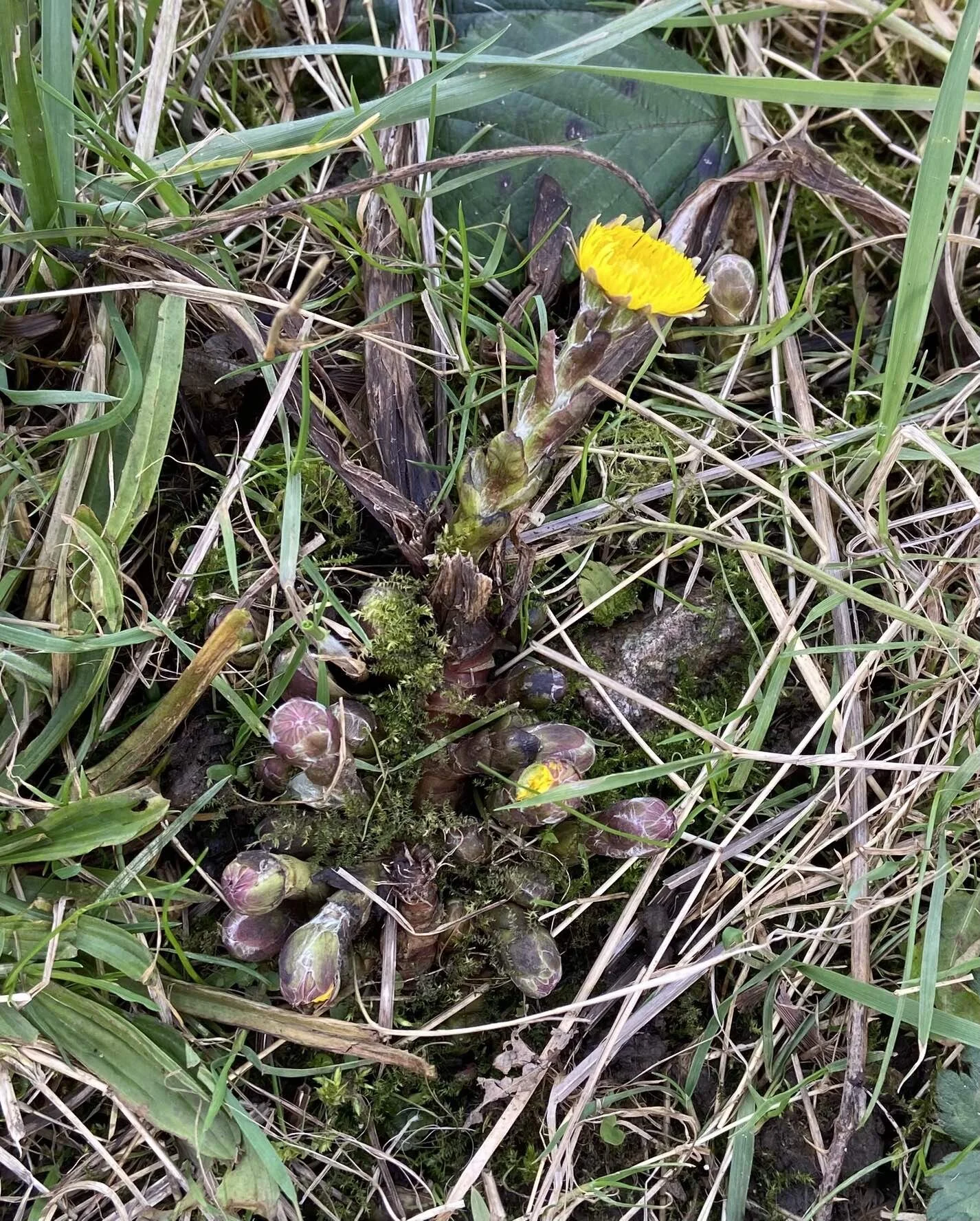 The Monthly Herb- Coltsfoot