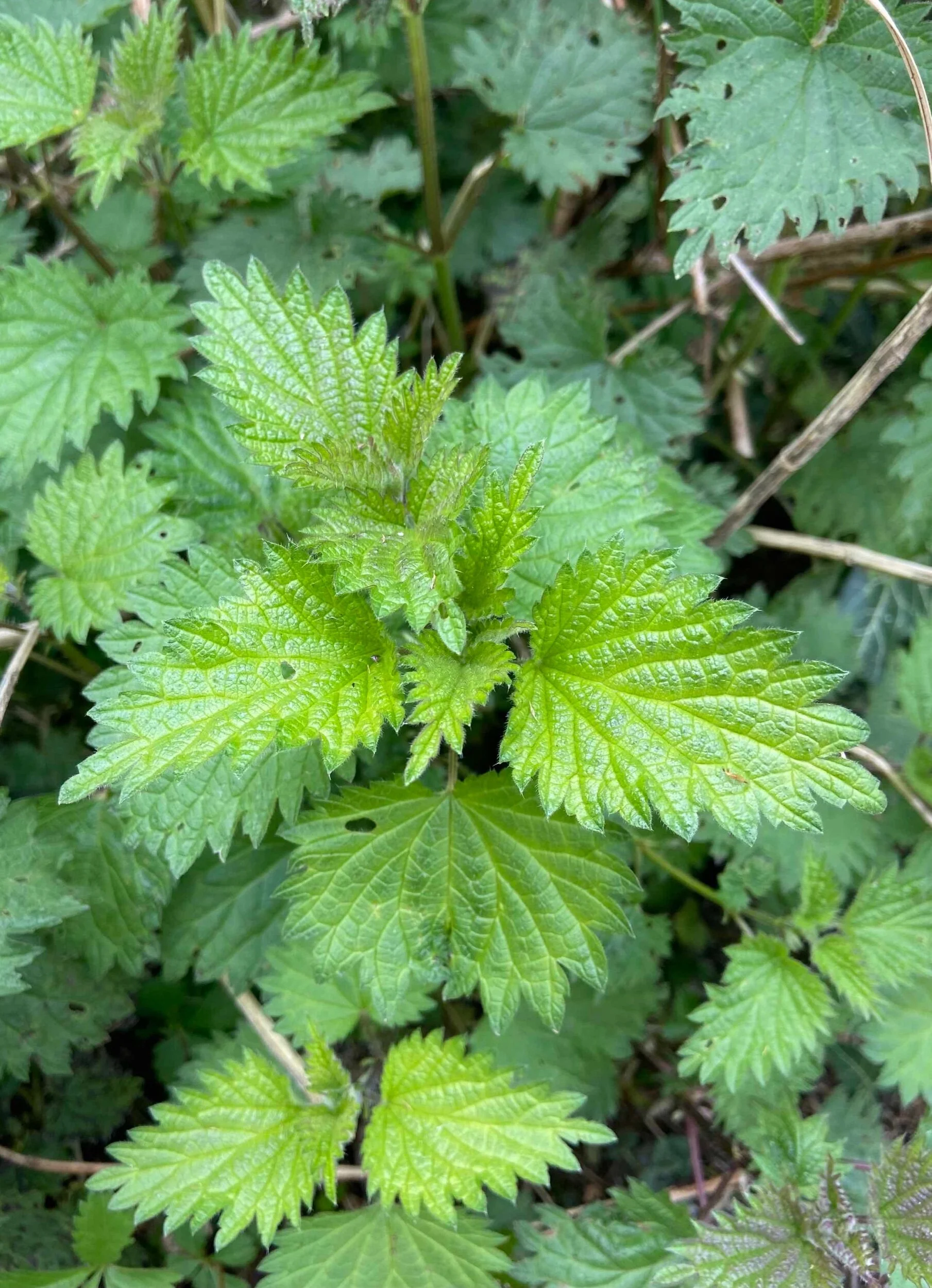 The monthly herb - Nettle