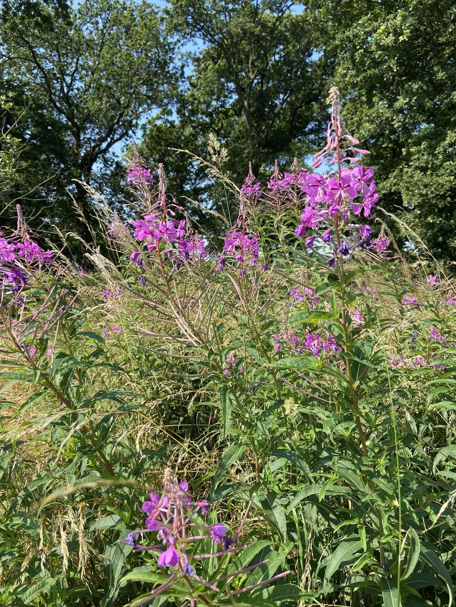 The monthly herb - Rosebay Willowherb