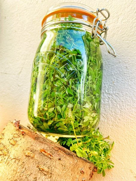 Cleavers -    Galium aparine