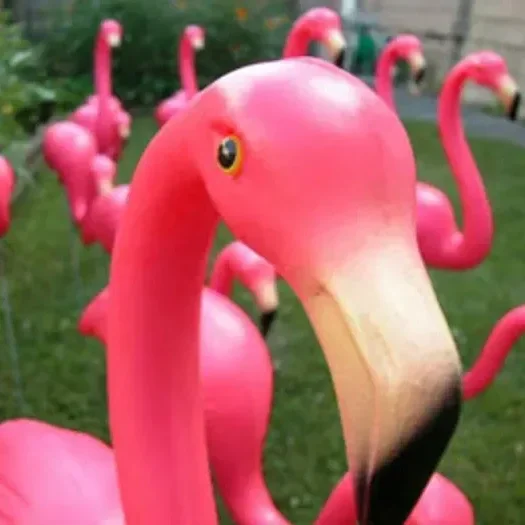 flamingos2.webp
