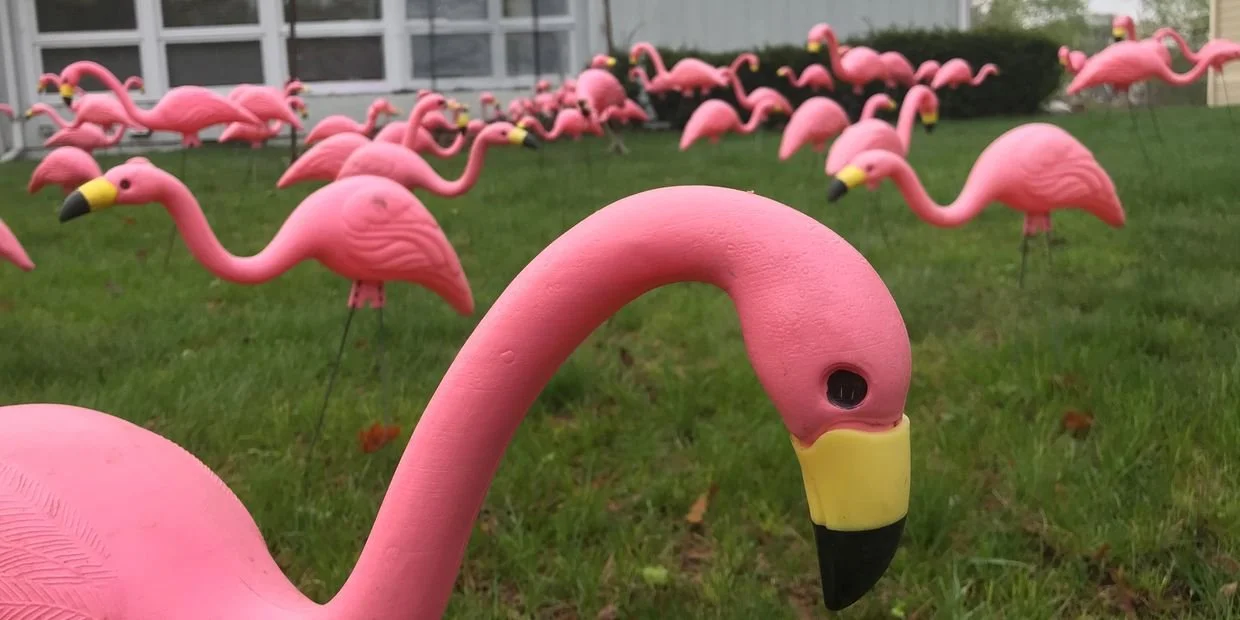 Flamingos.jpg