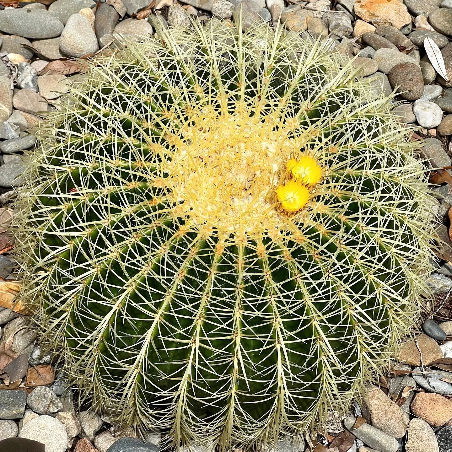 How good is this Golden Barrel Cactus that is currently in bloom… 🌵 🌼 
.
.
.
.
.
#gardens #gardening #gardeningaustralia #gardenersofinstagram #plants #planting #flowers #cactus #goldenbarrelcactus #northernbeaches #sydney #beachesgardens #
